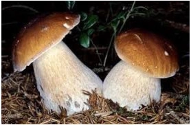 img funghi